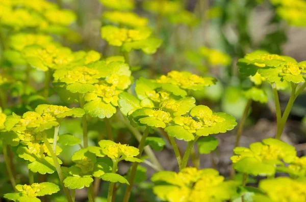 Bağlı ocherednolistny (lat. Chrysosplenium aiternifolium) — Stok fotoğraf