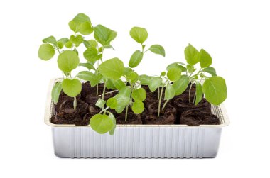 Bir plastik kapta patlıcan fidesi