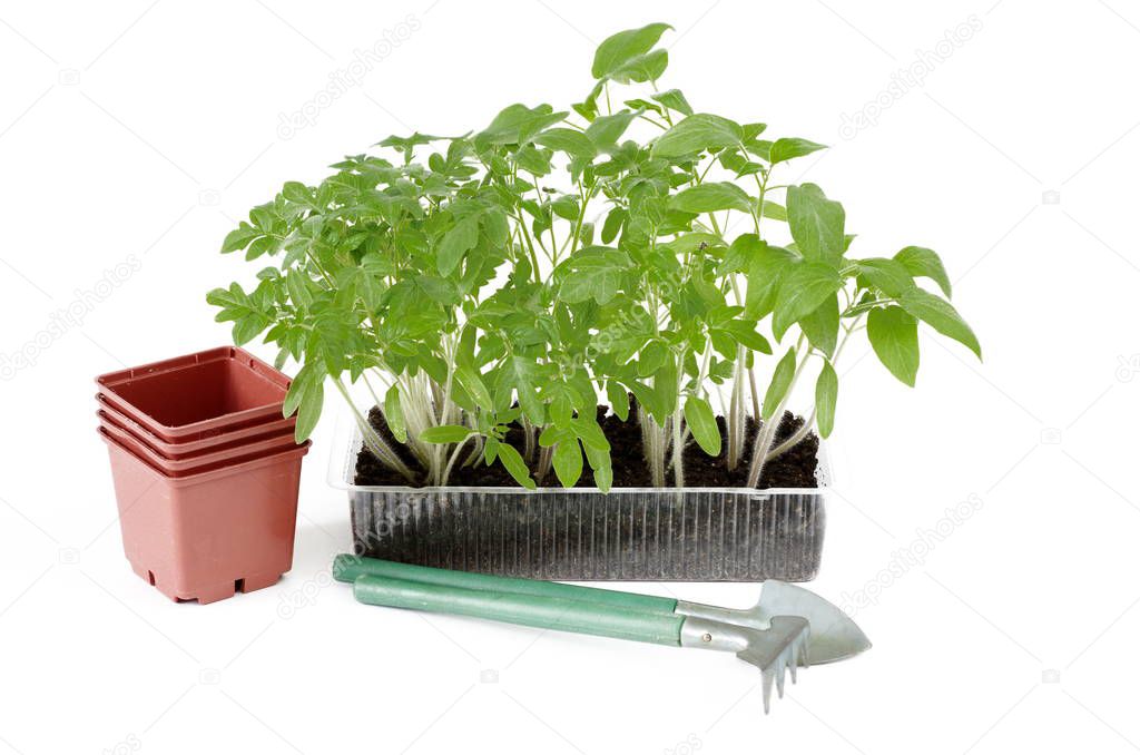 Tomato seedlings in a plastic container