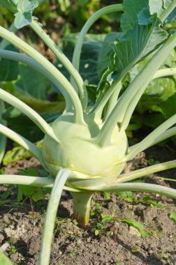 Bahçe taze sarımsak