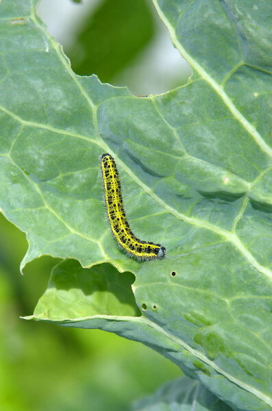 Caterpillar of the White Butterfly (Pieris brassicae) on cabbage leaf