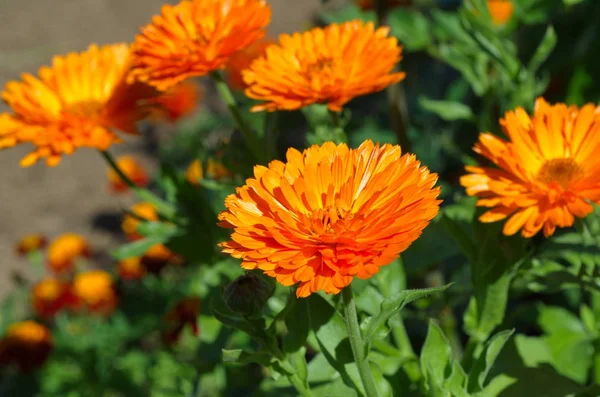 Blooming Calendula Lat Calendula Officinalis Garden — Stock Photo, Image