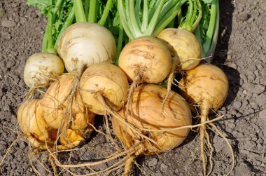 Sebze Bahçe portre taze hasat şalgam