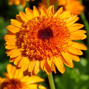 Turuncu çiçek Calendula (lat. Calendula officinalis) yakın çekim