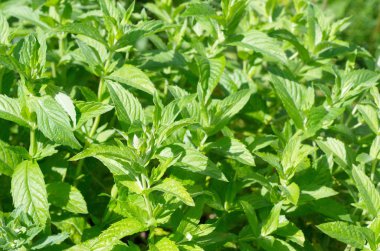 Nane (lat. Mentha longifolia tıbbi bitki)