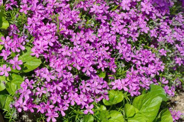 Çiçek açan Phlox subulate (lat. Phlox subulata), arka plan