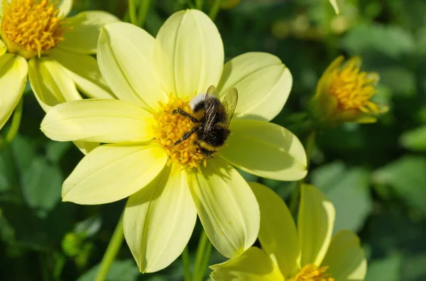 Bumblebee Mengumpulkan Nektar Pada Bunga Dahlia — Stok Foto