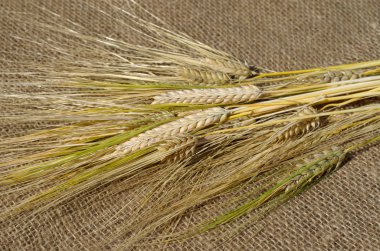 Arpa çuval bezi üzerinde kulakları