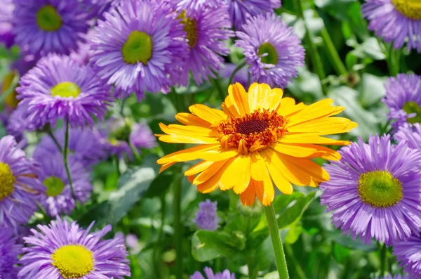 Virág Körömvirág Calendula Officinalis Lat Háttérben Virágzó Erigeron — Stock Fotó