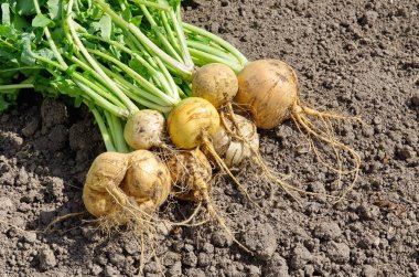 Yerde yatan taze şalgam