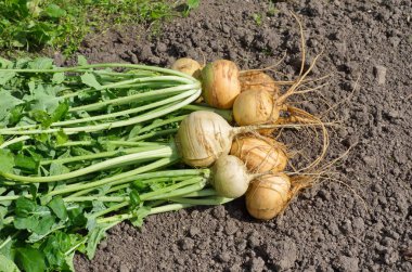 Taze toplanmış şalgam Sebze Bahçe