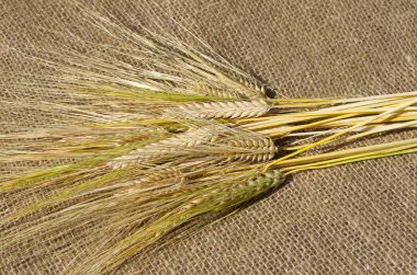 Arpa çuval bezi üzerinde kuru kulaklar