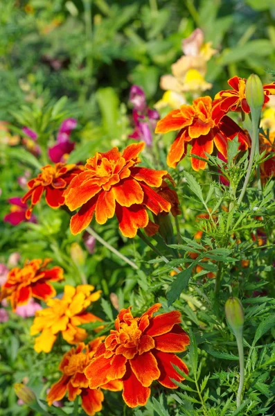 Virágzó Marigolds Lat Tagetes Kertben — Stock Fotó