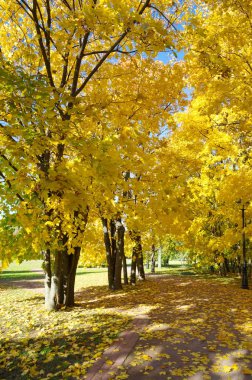 Şehir parkında sonbahar