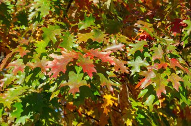 Kırmızı meşe yaprakları veya platanoidler (lat. Sonbaharda dallar üzerine Quercus rubra