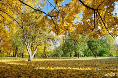 güneşli gün sonbahar manzarası