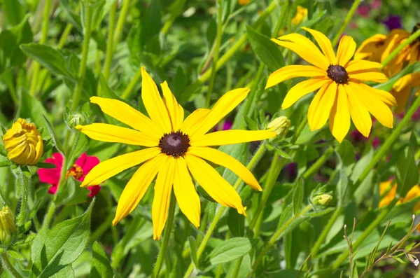 Flores Amarelas Rudbeckia Jardim Verão — Fotografia de Stock