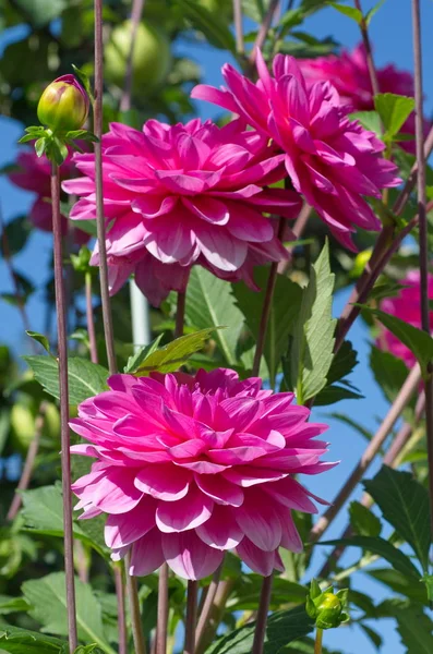 Цветущие Розовые Георгины Против Голубого Неба — стоковое фото
