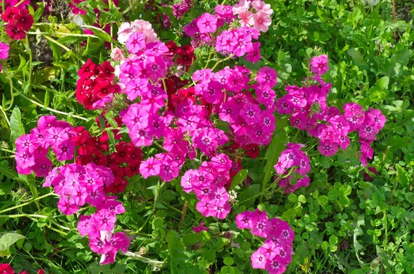 Phlox ดอกไม ประจ สดใสในสวน — ภาพถ่ายสต็อก