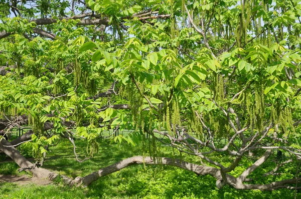 Маньчжурський Горіх Лат Juglans Mandshurica День Сонячної Весни — стокове фото