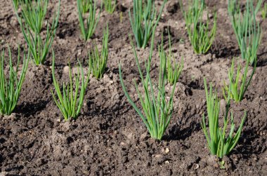 Shallotlar sebze bahçesinde yetişir.
