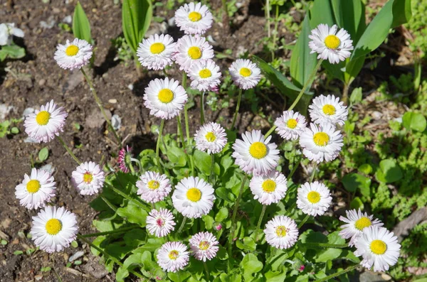 Virágzó Százszorszépek Lat Bellis Perennis Kertben Tavasszal — Stock Fotó