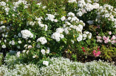 Güneşli bir yaz gününde parkta çiçek açan beyaz güller.