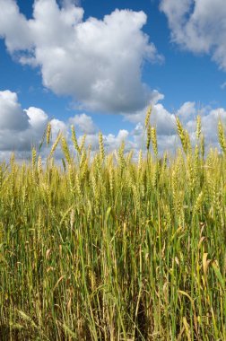 Olgun çavdar kulakları Bulutlu mavi gökyüzüne karşı