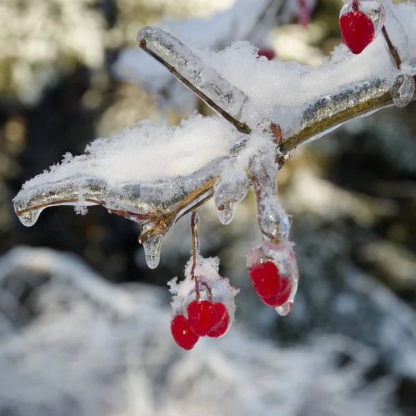 Ледяные Ягоды Вибурнума Зимнем Лесу — стоковое фото
