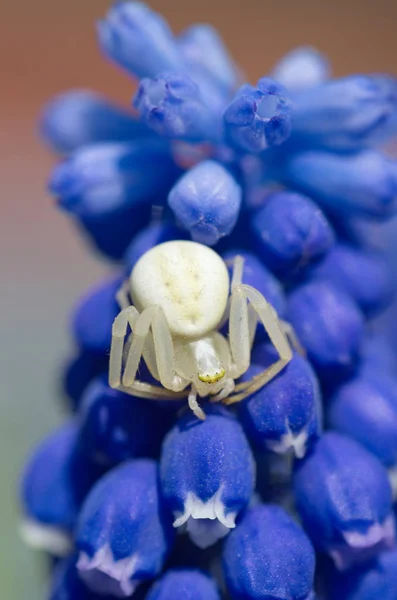 Aranha Misumena Vatia Uma Flor Muscari Close — Fotografia de Stock