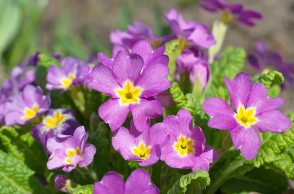 Primula Vulgaris Virágzik Tavaszi Kertben — Stock Fotó