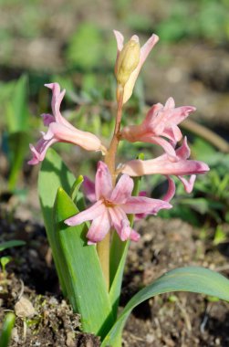 Pembe sümbül çeşitleri 