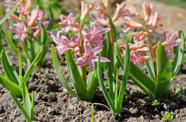 Bahar bahçesinde pembe sümbüller açar.