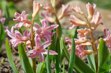 Çiçekli pembe sümbüller yakın
