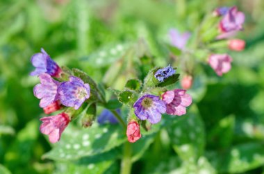 Lungwort şeker, veya benekli (lat. Pulmonaria saccharata) yakın çekim