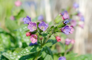 Çiçekli ballı şeker veya benekli (lat. Pulmonaria saccharata) Yakın plan