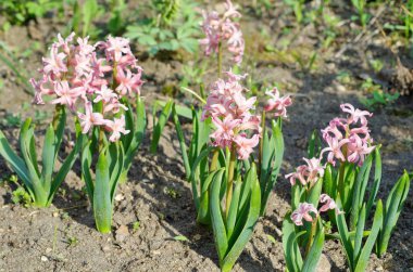 Bahar bahçesinde pembe sümbüller açar.