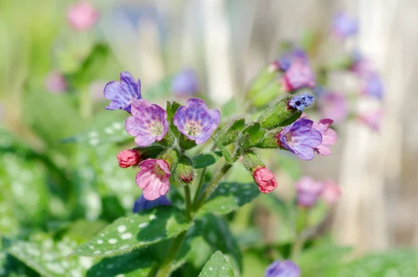 Çiçekli ballı şeker veya benekli (lat. Pulmonaria saccharata) Yakın plan