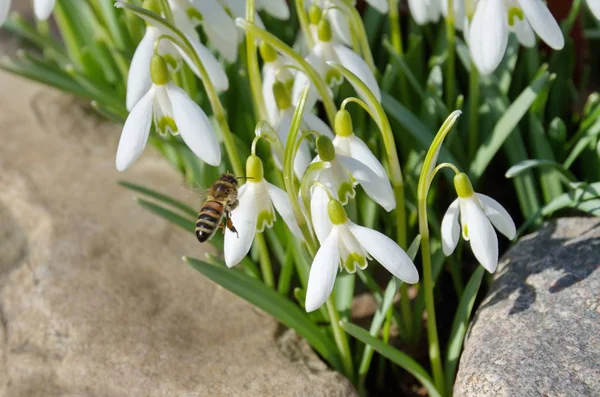 Bee Flowers Snowdrops Lat Galanthus Woronowii — Stock Photo, Image