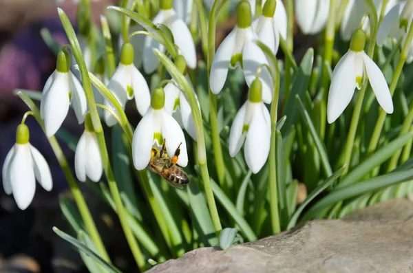 Bee Snowdrop Lat Galanthus Woronowii Close — Stock Photo, Image