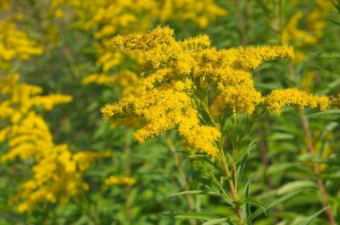 Blooming yellow inflorescence of Solidago canadensis or Canadian goldenrod close up
