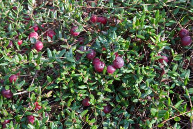 Yabanmersinleri sıradan (lat. Aşılar bataklıkta yetişir.