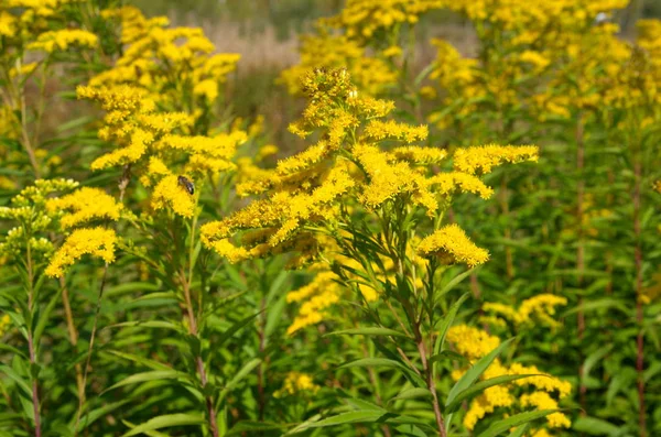 Sárga Virágok Solidago Canadensis Vagy Kanadai Aranyrúd Közeli — Stock Fotó