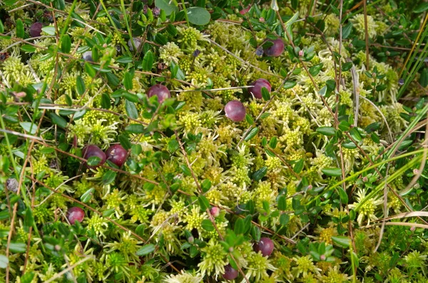 Cranberries Ordinary Lat Vaccinium Oxycoccos Grows Moss — Stock Photo, Image