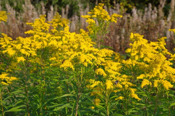 Goldenrod Canadian Lat Solidago Canadensis Blooms Meadow — Stok fotoğraf