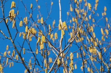 Elder Catkins ilkbaharda mavi gökyüzüne karşı