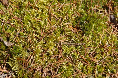 Sphagnum yosununda ladin iğneleri, arka plan