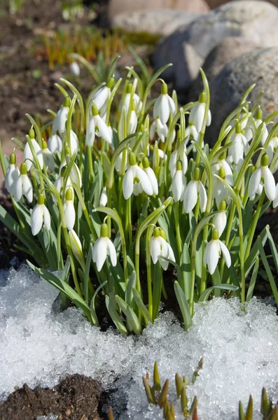 Snowdrops Voronov Lat Galanthus Woronowii Bloom Garden Flower Bed — Stock Photo, Image