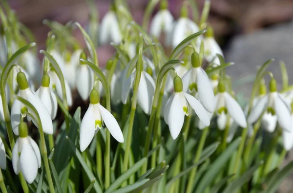 Blooming Snowdrops Voronov Lat Galanthus Woronowii Close — Stock Photo, Image