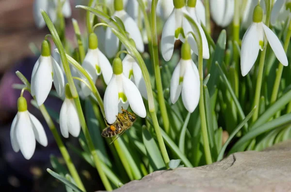 Bee Collects Nectar Snowdrops Voronov Lat Galanthus Woronowii — Stock Photo, Image
